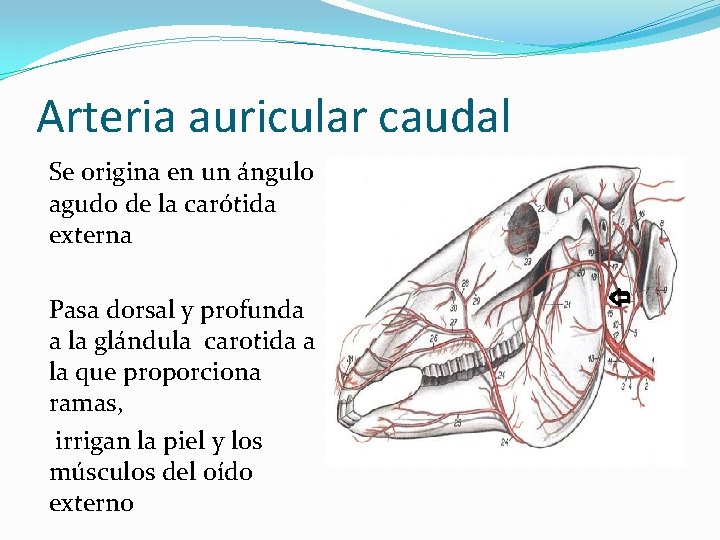 Arteria auricular caudal Se origina en un ángulo agudo de la carótida externa Pasa