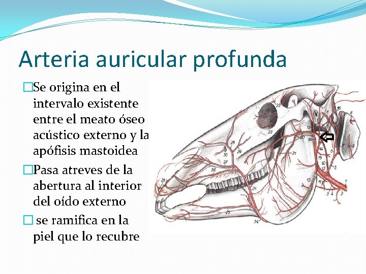 Arteria auricular profunda �Se origina en el intervalo existente entre el meato óseo acústico