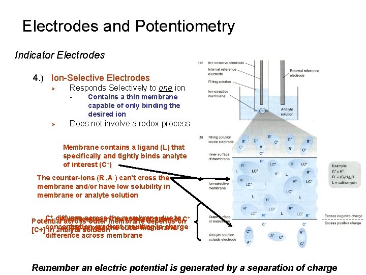 Electrodes and Potentiometry Indicator Electrodes 4. ) Ion-Selective Electrodes Ø Responds Selectively to one Electrodes and Potentiometry Indicator Electrodes 4. ) Ion-Selective Electrodes Ø Responds Selectively to one