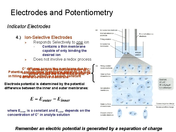 Electrodes and Potentiometry Indicator Electrodes 4. ) Ion-Selective Electrodes Ø Responds Selectively to one Electrodes and Potentiometry Indicator Electrodes 4. ) Ion-Selective Electrodes Ø Responds Selectively to one