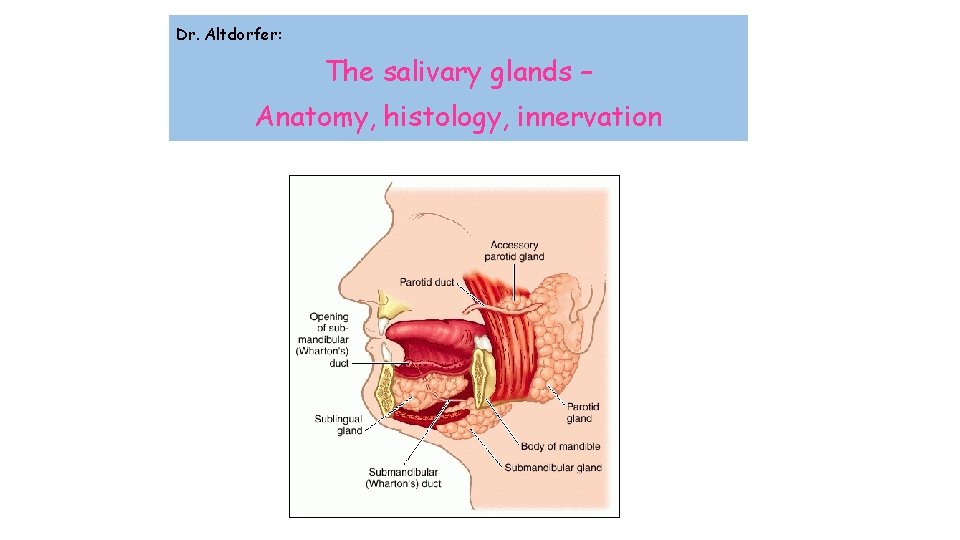 Dr. Altdorfer: The salivary glands – Anatomy, histology, innervation 