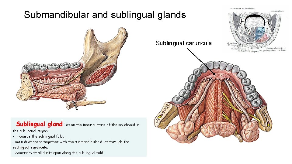 Submandibular and sublingual glands Sublingual caruncula Sublingual gland lies on the inner surface of