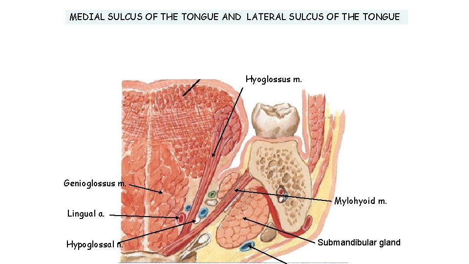 MEDIAL SULCUS OF THE TONGUE AND LATERAL SULCUS OF THE TONGUE Hyoglossus m. Genioglossus
