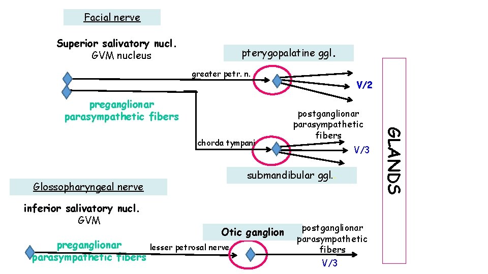 Facial nerve Superior salivatory nucl. GVM nucleus pterygopalatine ggl. greater petr. n. preganglionar parasympathetic