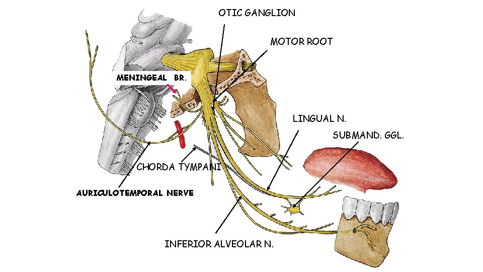 OTIC GANGLION MOTOR ROOT MENINGEAL BR. LINGUAL N. SUBMAND. GGL. CHORDA TYMPANI AURICULOTEMPORAL NERVE