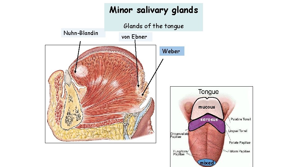 Minor salivary glands Nuhn-Blandin Glands of the tongue von Ebner Weber mucous serosus mixed