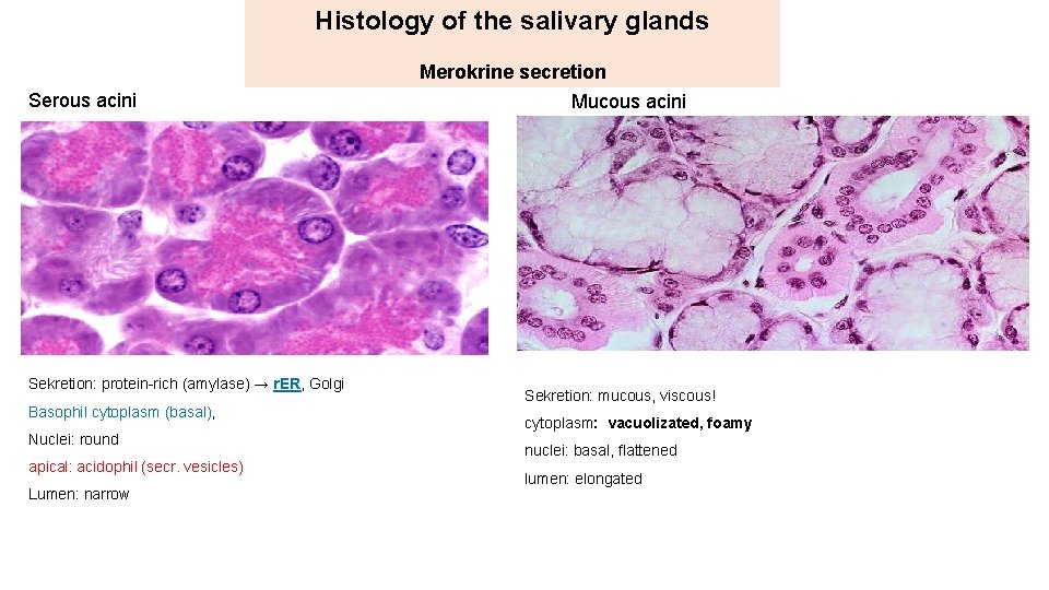 Histology of the salivary glands Merokrine secretion Serous acini Sekretion: protein-rich (amylase) → r.