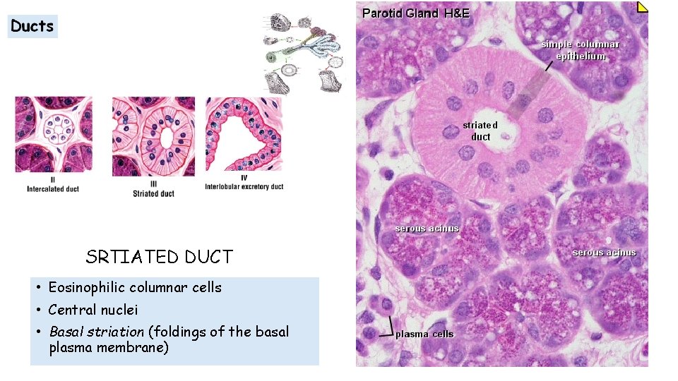 SRTIATED DUCT • Eosinophilic columnar cells • Central nuclei • Basal striation (foldings of