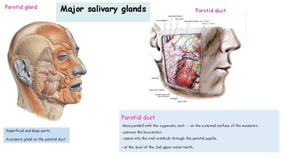 Parotid gland Major salivary glands Parotid duct -Runs paralell with the zygomatic arch -