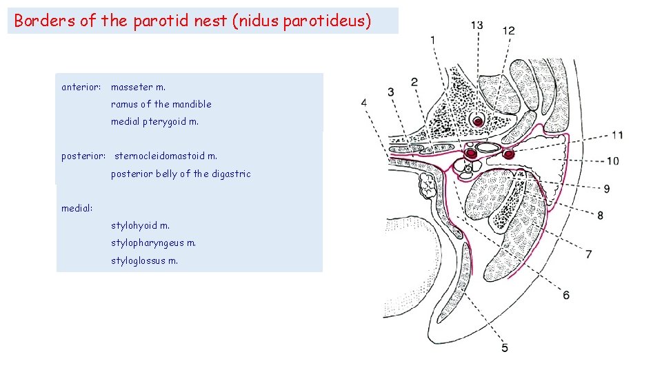 Borders of the parotid nest (nidus parotideus) anterior: masseter m. anterior: posterior: ramus of