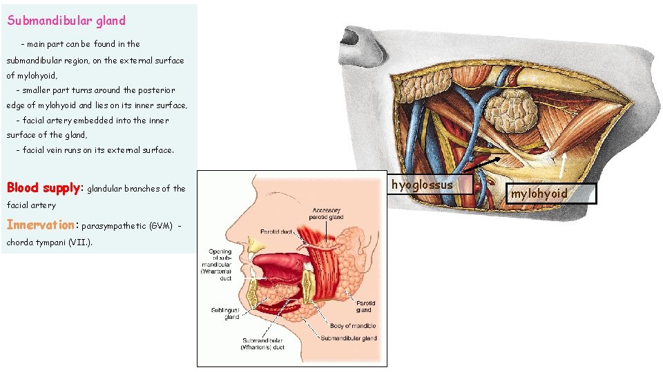 Submandibular gland - main part can be found in the submandibular region, on the