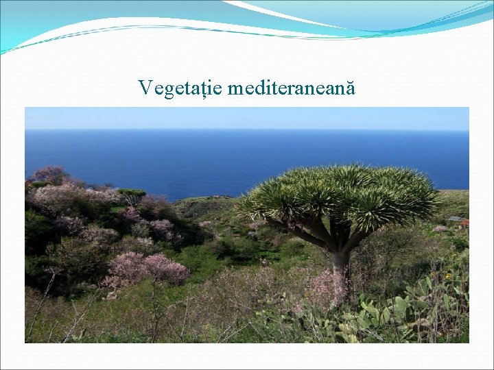 Vegetație mediteraneană 