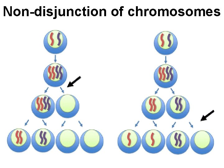 Non-disjunction of chromosomes 