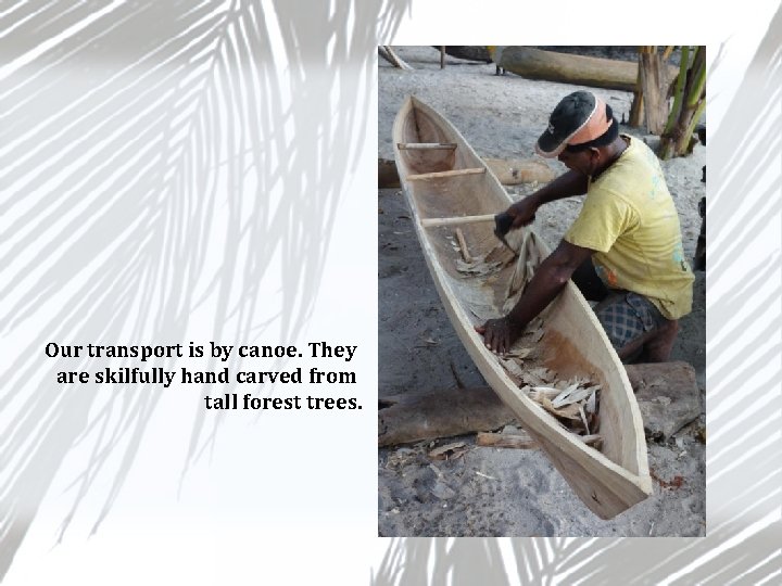 Our transport is by canoe. They are skilfully hand carved from tall forest trees.