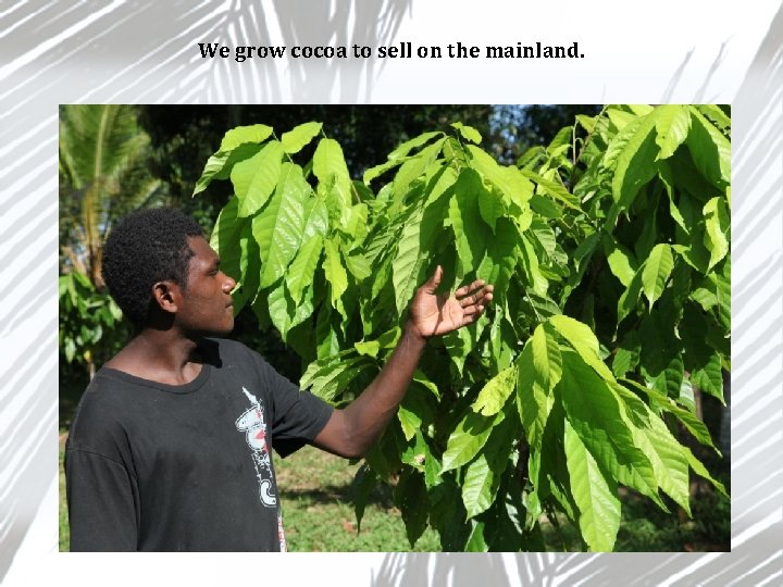 We grow cocoa to sell on the mainland. 