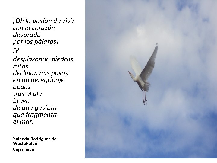 ¡Oh la pasión de vivir con el corazón devorado por los pájaros! IV desplazando