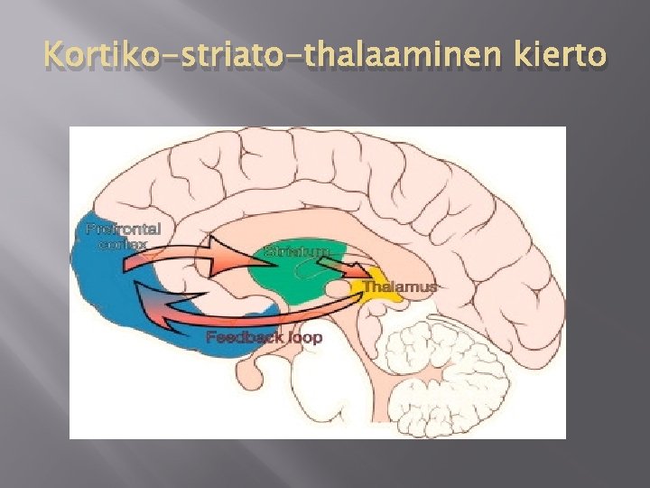 Kortiko-striato-thalaaminen kierto 