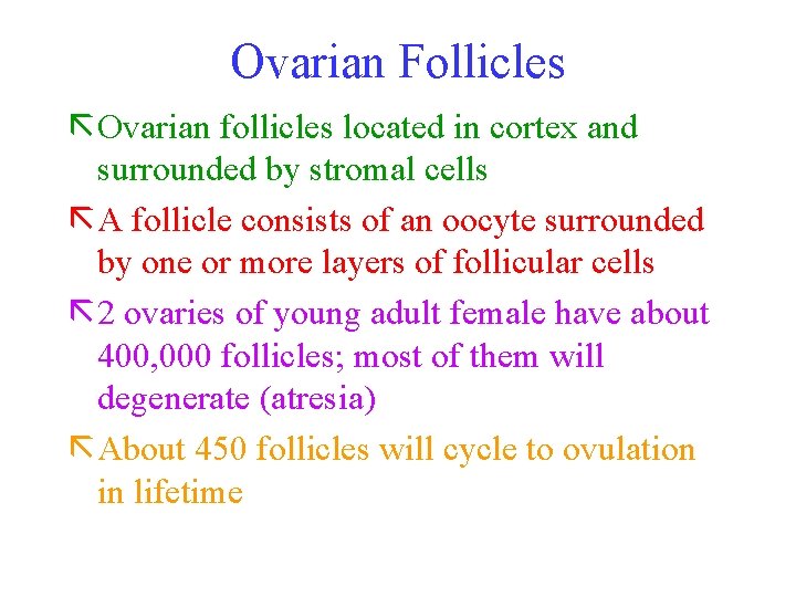 Ovarian Follicles ã Ovarian follicles located in cortex and surrounded by stromal cells ã