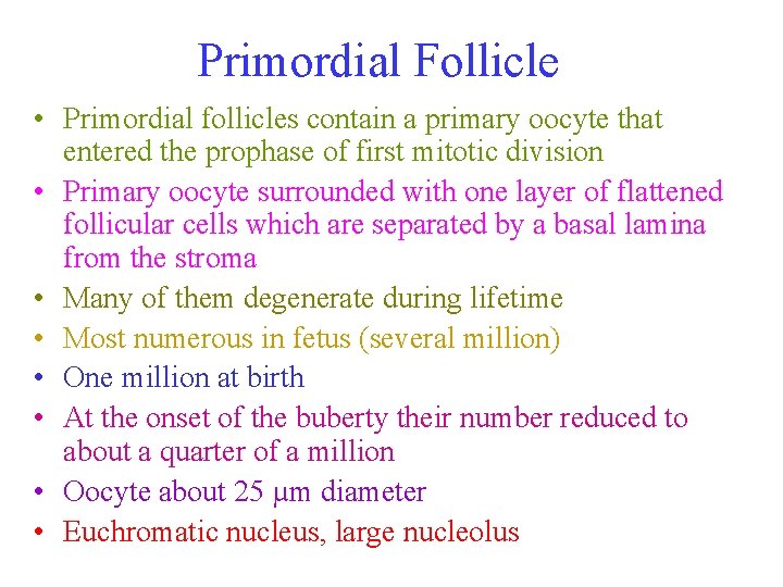 Primordial Follicle • Primordial follicles contain a primary oocyte that entered the prophase of