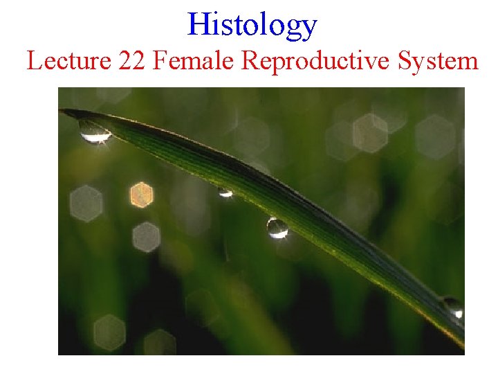 Histology Lecture 22 Female Reproductive System 
