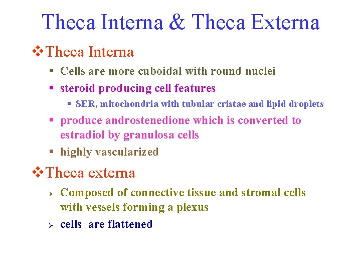 Theca Interna & Theca Externa v. Theca Interna § Cells are more cuboidal with