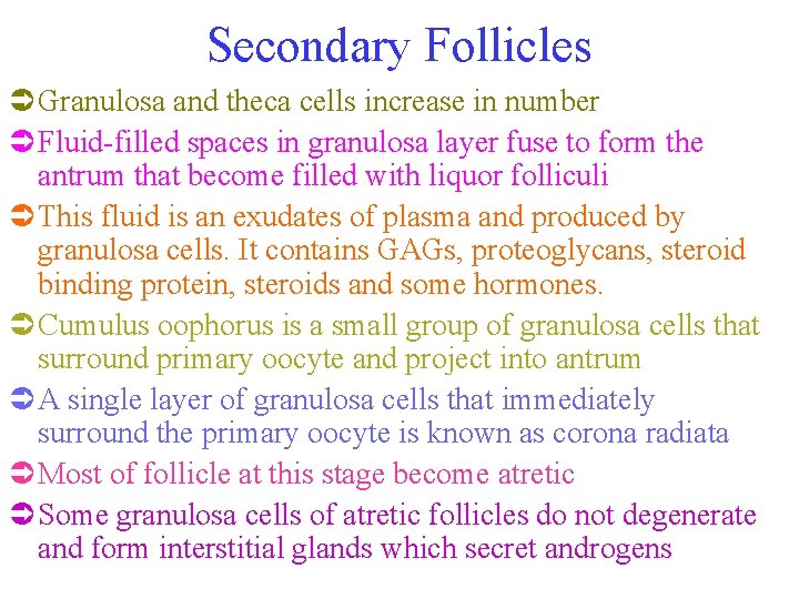 Secondary Follicles Ü Granulosa and theca cells increase in number Ü Fluid-filled spaces in