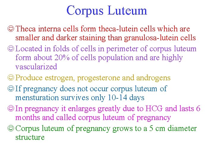 Corpus Luteum J Theca interna cells form theca-lutein cells which are smaller and darker