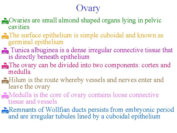Ovary IOvaries are small almond shaped organs lying in pelvic cavities IThe surface epithelium