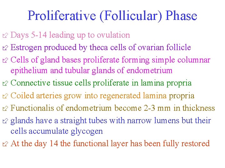 Proliferative (Follicular) Phase ÷ Days 5 -14 leading up to ovulation ÷ Estrogen produced