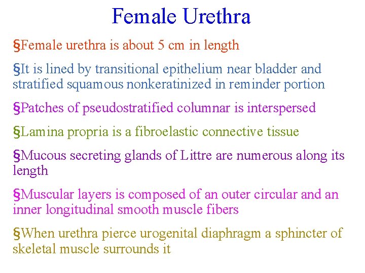 Female Urethra §Female urethra is about 5 cm in length §It is lined by