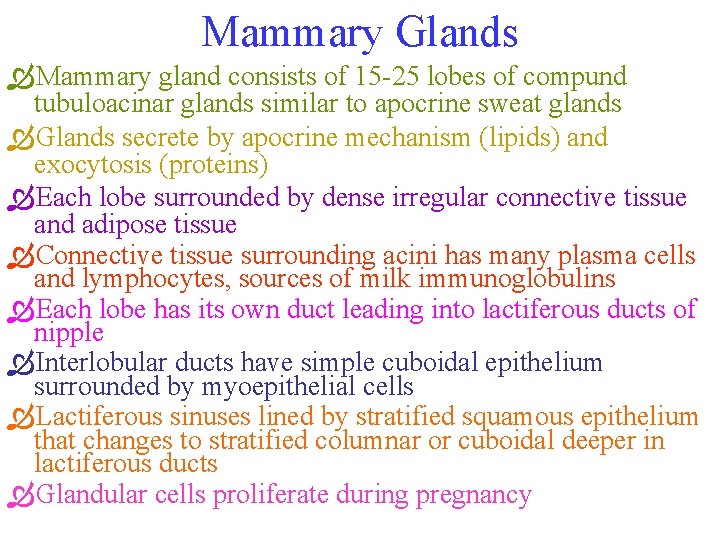 Mammary Glands ÒMammary gland consists of 15 -25 lobes of compund tubuloacinar glands similar