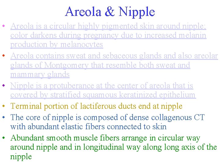 Areola & Nipple • Areola is a circular highly pigmented skin around nipple; color