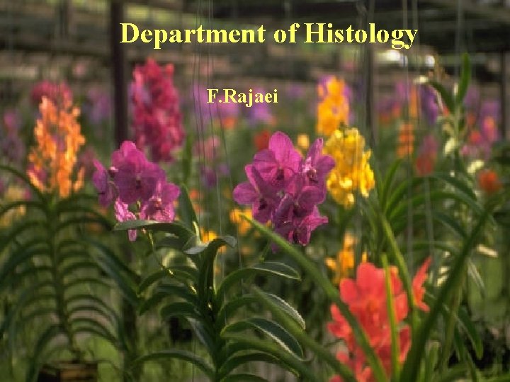 Department of Histology F. Rajaei 