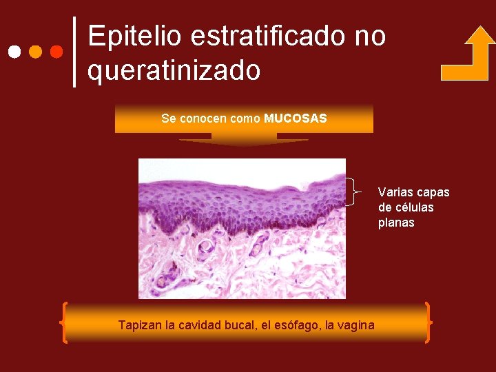 Epitelio estratificado no queratinizado Se conocen como MUCOSAS Varias capas de células planas Tapizan