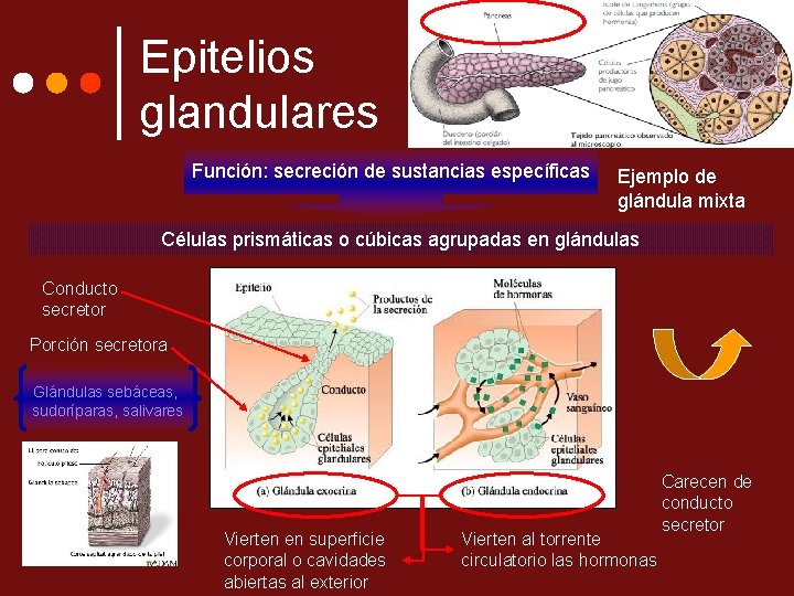Epitelios glandulares Función: secreción de sustancias específicas Ejemplo de glándula mixta Células prismáticas o