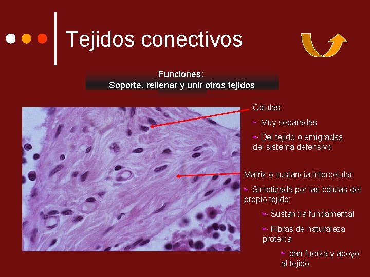 Tejidos conectivos Funciones: Soporte, rellenar y unir otros tejidos Células: Muy separadas Del tejido