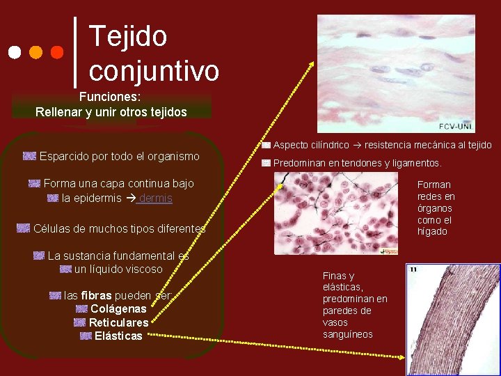 Tejido conjuntivo Funciones: Rellenar y unir otros tejidos Esparcido por todo el organismo Aspecto