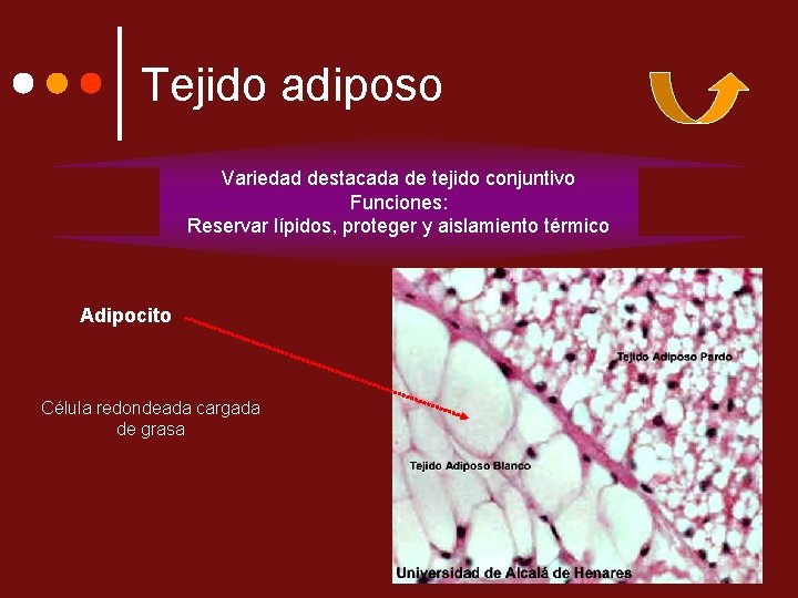 Tejido adiposo Variedad destacada de tejido conjuntivo Funciones: Reservar lípidos, proteger y aislamiento térmico