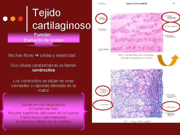 Tejido cartilaginoso Función: Elemento de sostén Muchas fibras solidez y elasticidad Sus células características