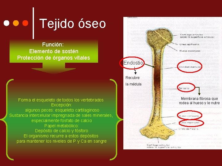 Tejido óseo Función: Elemento de sostén Protección de órganos vitales Endostio Recubre la médula