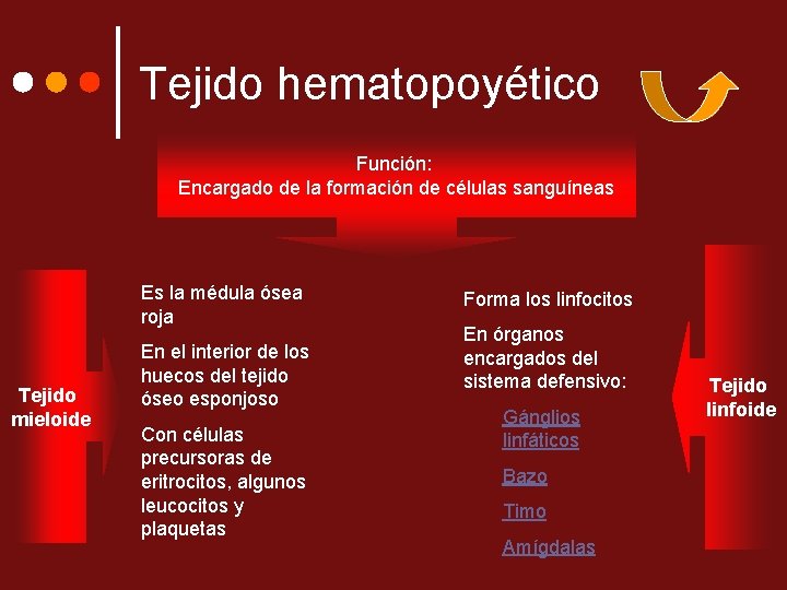 Tejido hematopoyético Función: Encargado de la formación de células sanguíneas Es la médula ósea