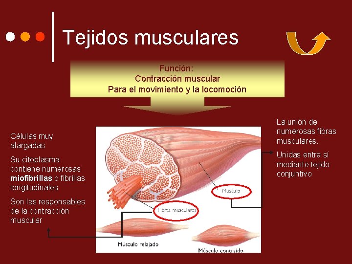 Tejidos musculares Función: Contracción muscular Para el movimiento y la locomoción Células muy alargadas