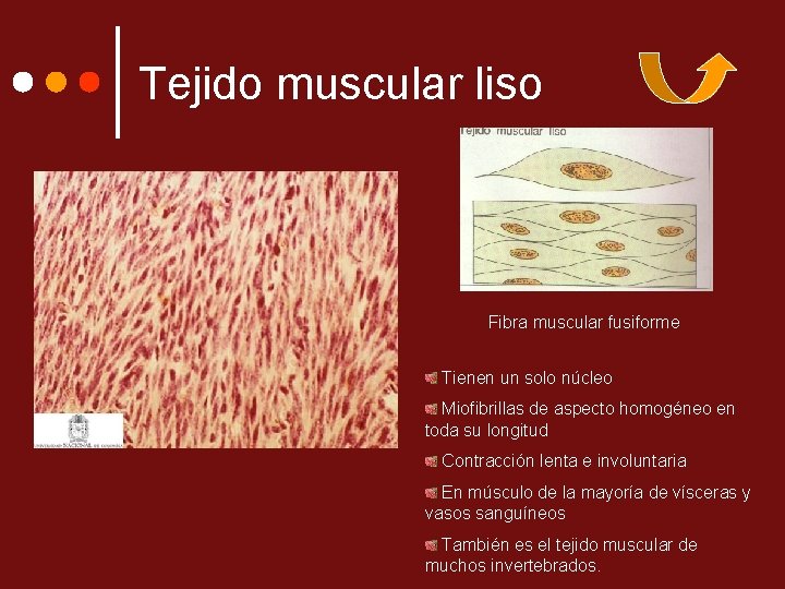 Tejido muscular liso Fibra muscular fusiforme Tienen un solo núcleo Miofibrillas de aspecto homogéneo