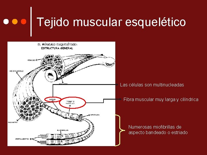 Tejido muscular esquelético Las células son multinucleadas Fibra muscular muy larga y cilíndrica Numerosas
