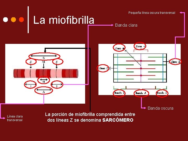 La miofibrilla Pequeña línea oscura transversal Banda clara Banda oscura Línea clara transversal La