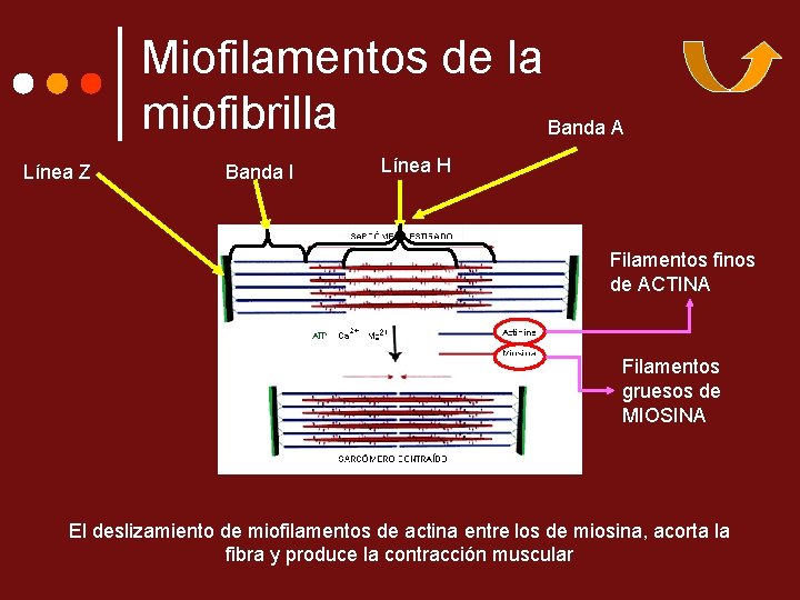 Miofilamentos de la miofibrilla Banda A Línea Z Banda I Línea H Filamentos finos