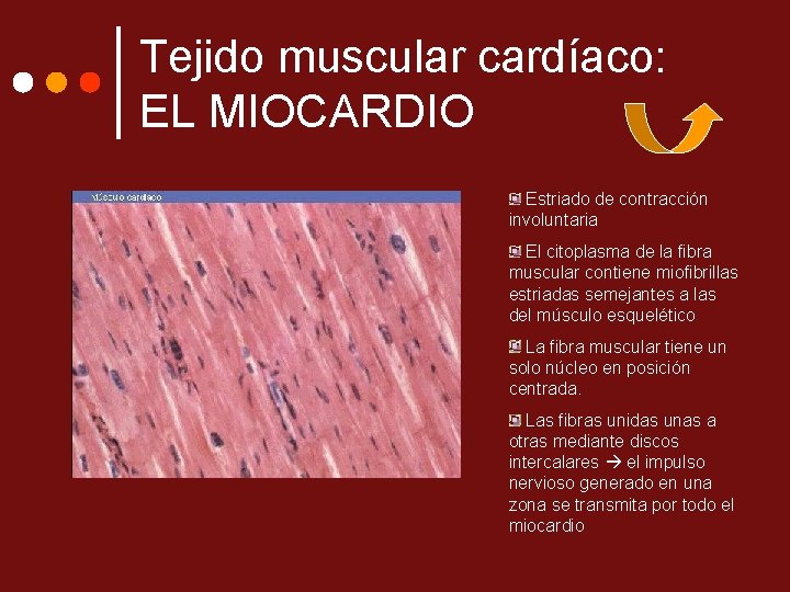 Tejido muscular cardíaco: EL MIOCARDIO Estriado de contracción involuntaria El citoplasma de la fibra