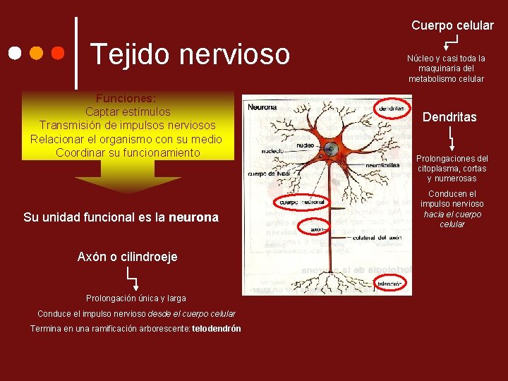 Cuerpo celular Tejido nervioso Funciones: Captar estímulos Transmisión de impulsos nerviosos Relacionar el organismo