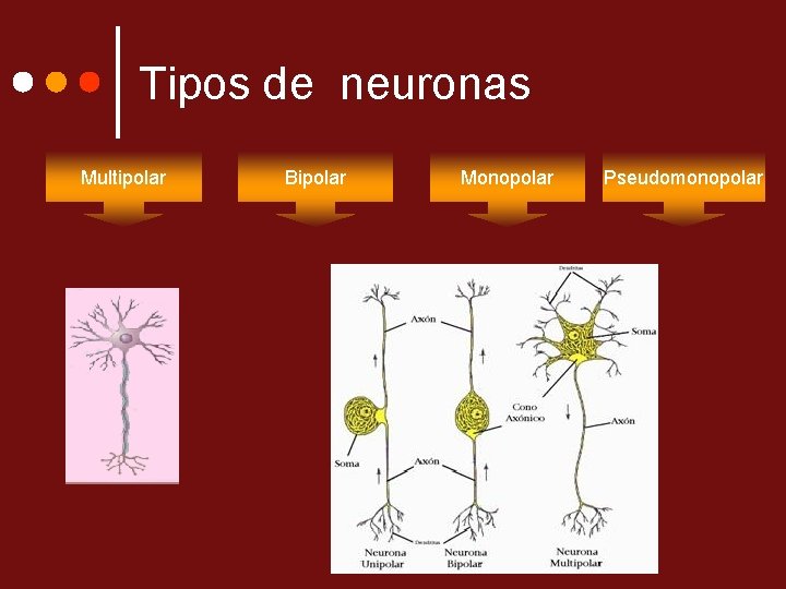 Tipos de neuronas Multipolar Bipolar Monopolar Pseudomonopolar 