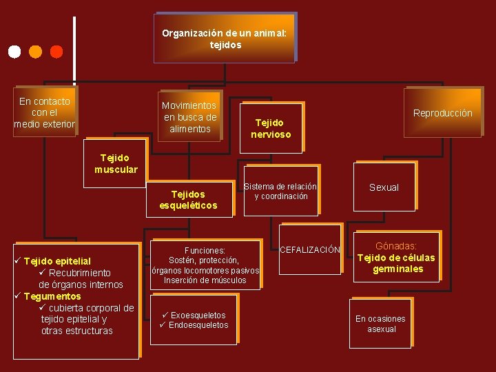 Organización de un animal: tejidos En contacto con el medio exterior Movimientos en busca